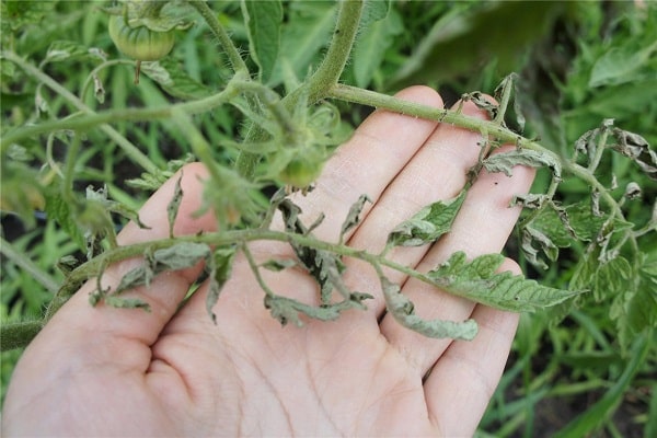 dry leaves