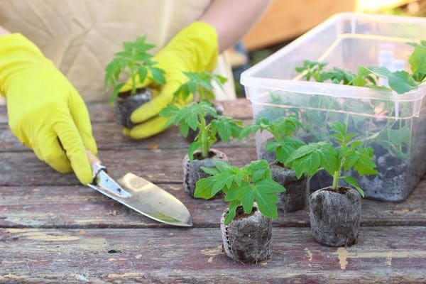 transplant seedlings