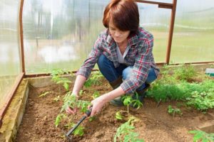 La manera mandrosa de conrear tomàquets va provar i provar durant anys