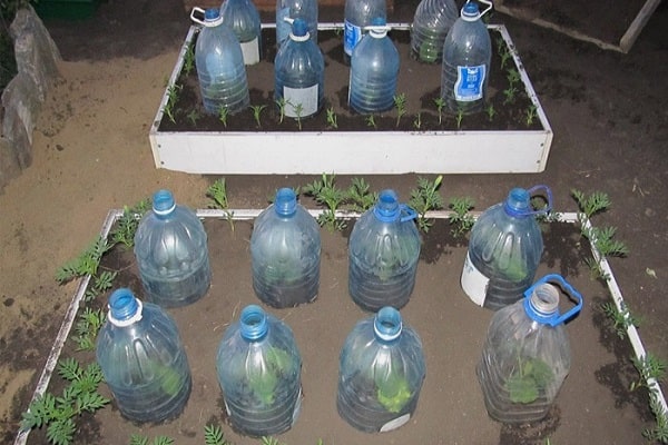 germination in the greenhouse