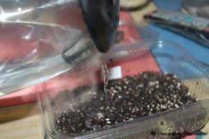 Reglas para procesar y sembrar tomates en agua hirviendo.