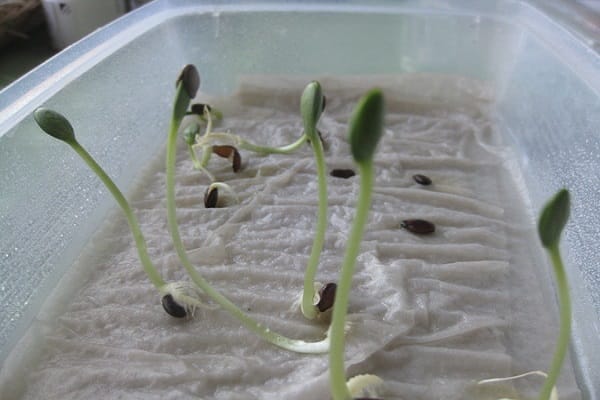 sprouts sprouted