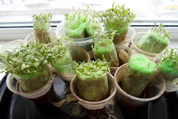 seedlings on the windowsill