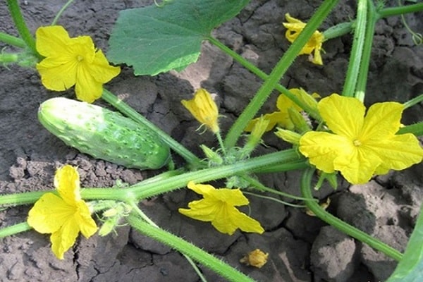 barren flowers on cucumbers