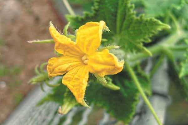 self-pollinated cucumbers