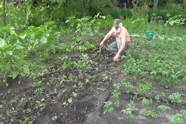 escarda en parcelas