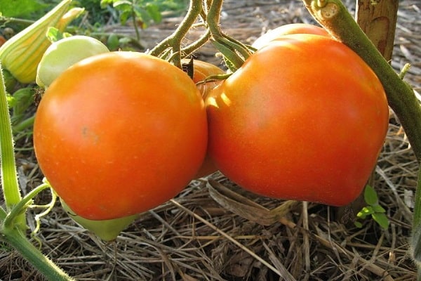 Tomates medio tempranos