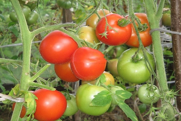 seedlings of fruits