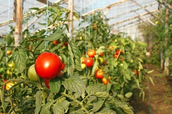 tomato bushes