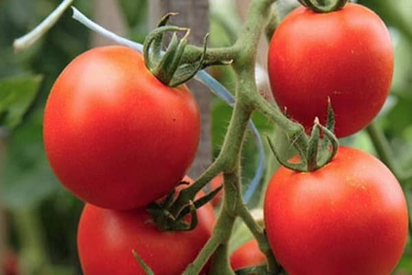 bunch of tomatoes