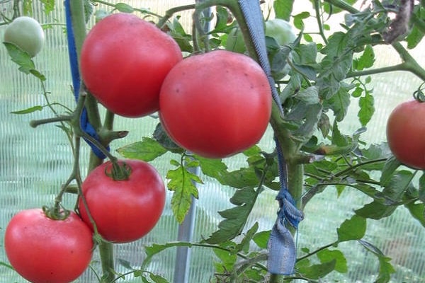 greenhouse surprises