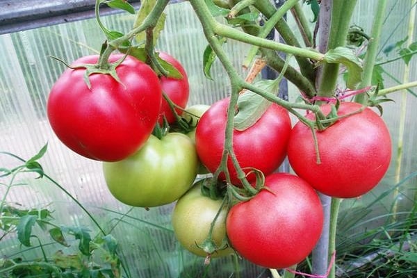 greenhouse vegetable