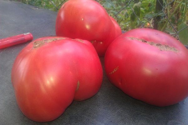 variedad de tomate