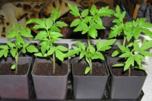 When and how to transplant tomato seedlings into pots