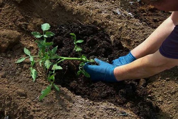 bush souterrain