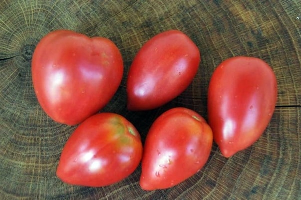 flamingo tomato