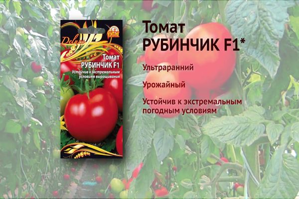 Tomate rubinchik