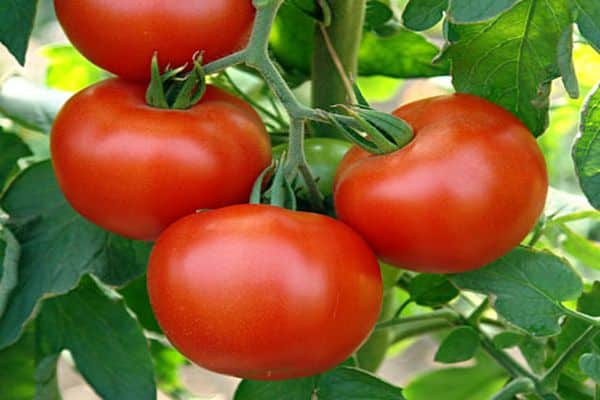 Ciri-ciri dan penerangan mengenai varieti tomato Rubinchik F1, ulasan penduduk musim panas