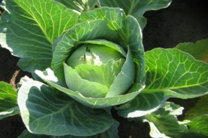 Les meilleures variétés de graines de chou blanc avec des noms