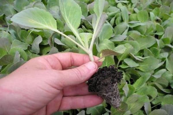 cabbage bush