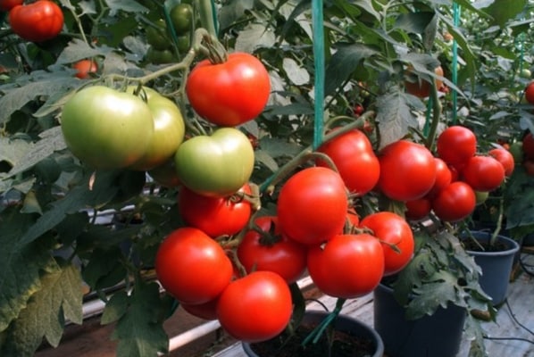 les buissons de tomates Mongoose F1