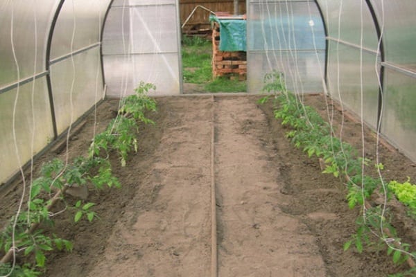 open greenhouse