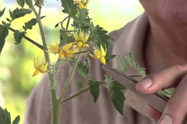 self-pollination process