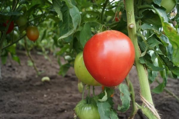 rojo solitario