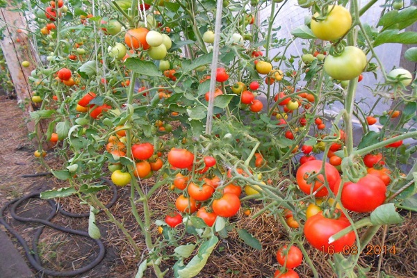 a bed of tomatoes