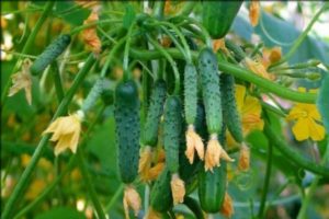 Características de la variedad de pepino guirnalda siberiana, características de cuidado.