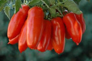 Characteristics and description of the tomato variety Red Icicle