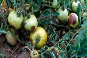 Control measures and prevention of stolbur (phytoplasmosis) of tomatoes