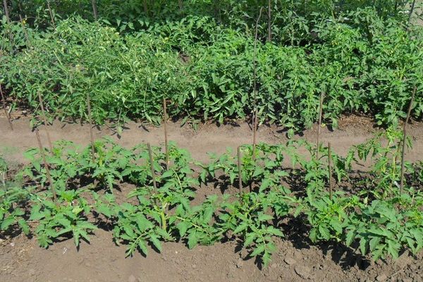 tomates dans le jardin