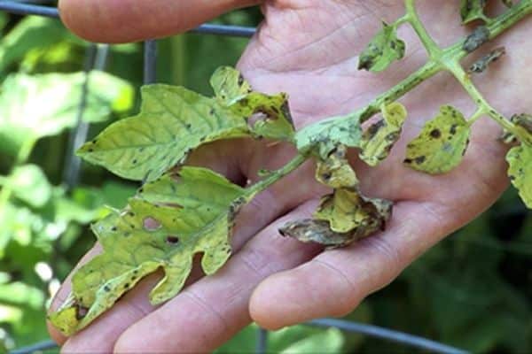 tomato disease