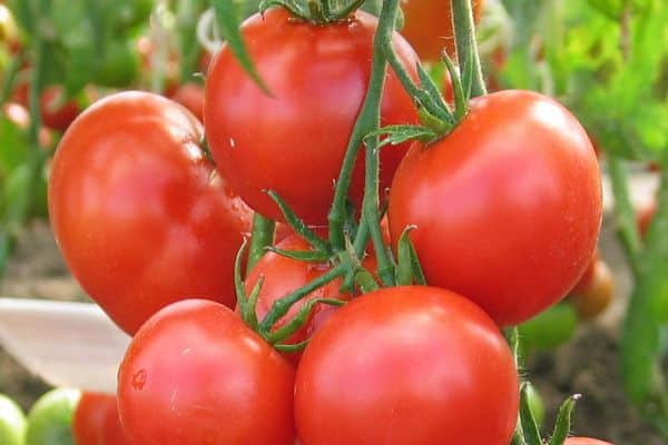 variétés de tomates