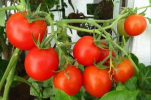 Revisión de variedades de tomate superdeterminantes para invernadero y campo abierto