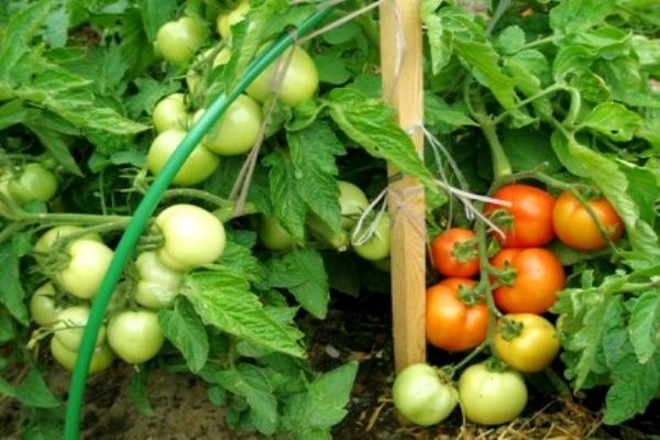 tomates ovaires