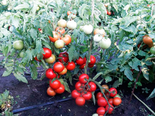 hadiah super tomato di padang terbuka