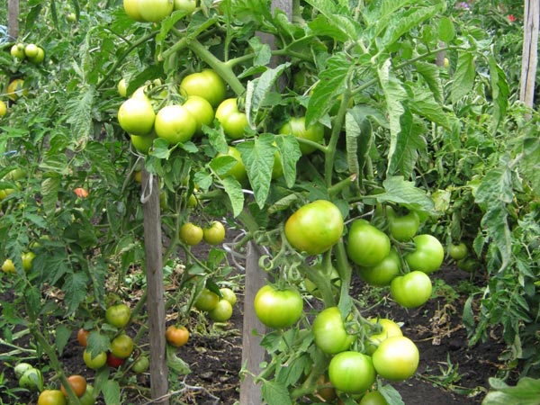 super prix des buissons de tomates vertes