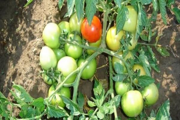 ripening of tomatoes