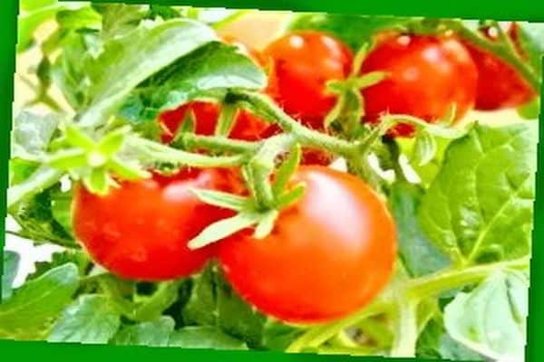 tomates de frutas