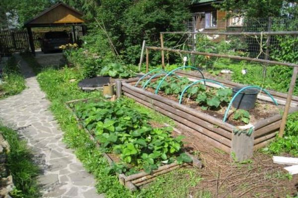 poussant dans un jardin chaleureux