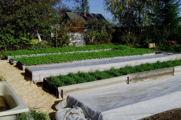 cama de pasto