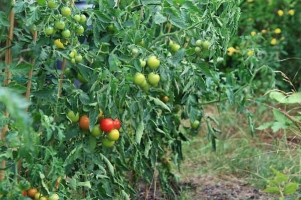 arbustos de tomate