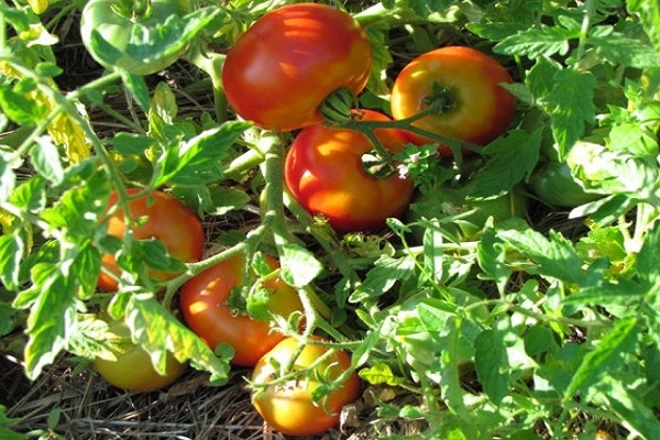 early ripening at home