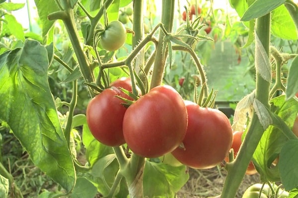 recibiendo frutos