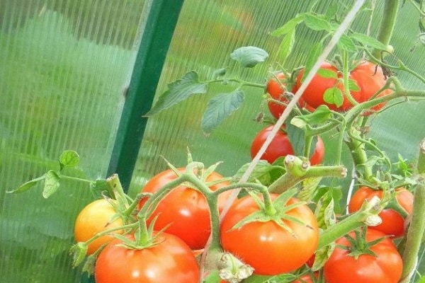 greenhouse biathlon