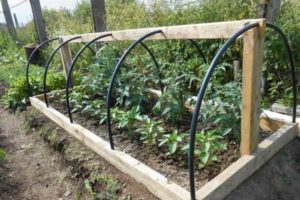 How to make a greenhouse (greenhouse) for tomatoes with your own hands