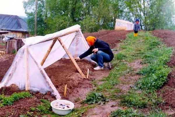 направете сами оранжерия