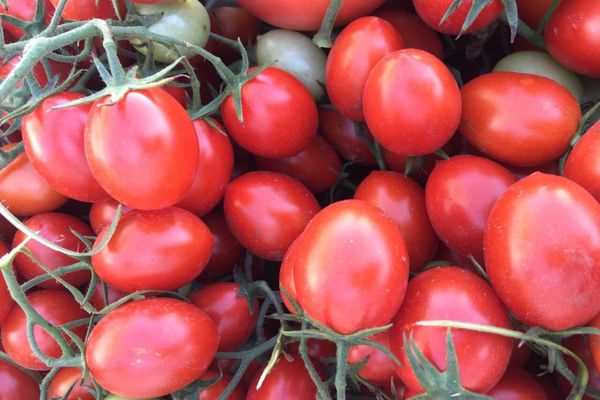 Tomates Punto